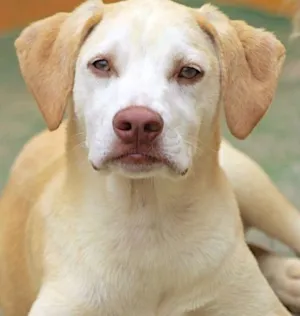 Cachorro raça  idade 7 a 11 meses nome Ariel Filhote