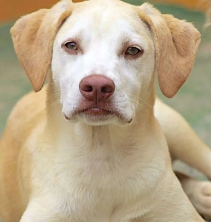 Cachorro ra a  idade 7 a 11 meses nome Ariel Filhote