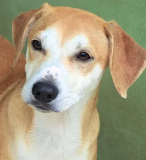 Cachorro raça  idade 7 a 11 meses nome Toby Filhote