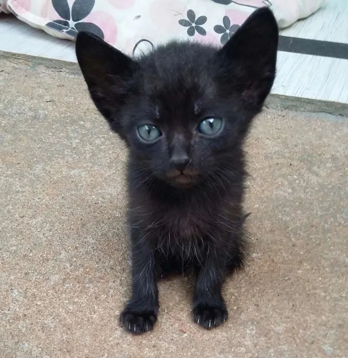 Gato ra a  idade 2 a 6 meses nome Não possui nome aind