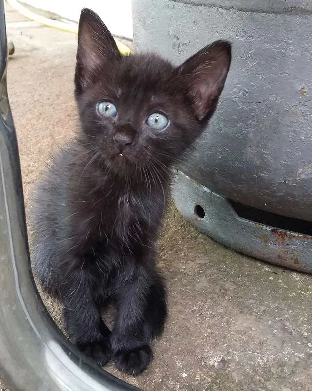 Gato ra a  idade 2 a 6 meses nome Não possui nome aind