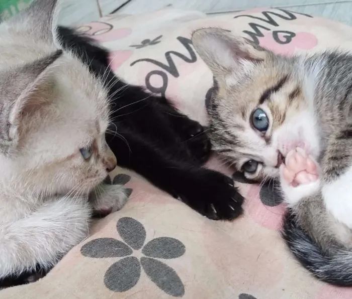 Gato ra a  idade 2 a 6 meses nome Não possui nome aind