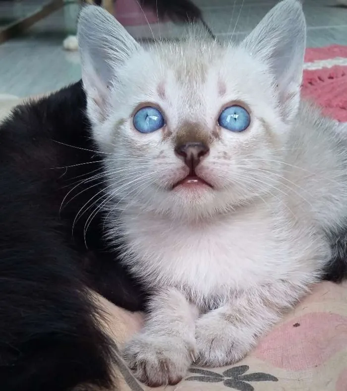 Gato ra a  idade 2 a 6 meses nome Não possui nome aind