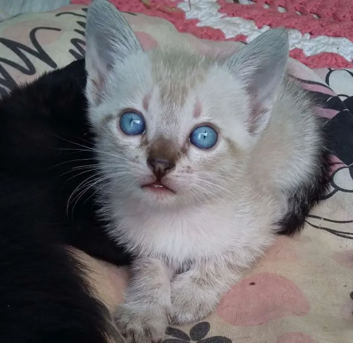 Gato ra a  idade 2 a 6 meses nome Não possui nome aind