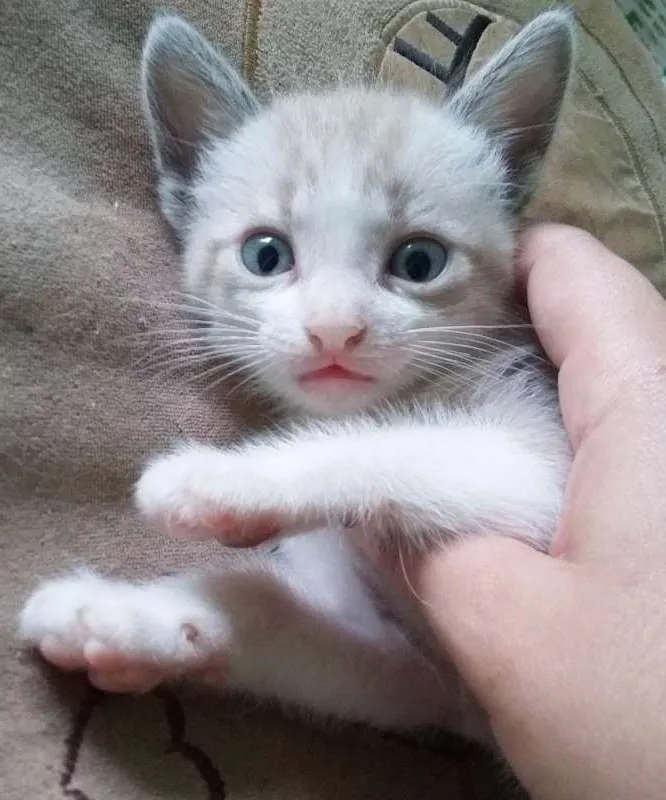 Gato ra a  idade 2 a 6 meses nome Não possui nome aind