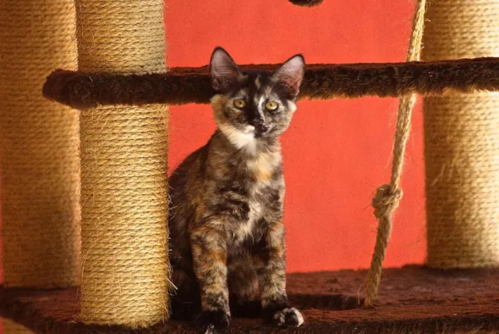 Gato ra a SRD idade 2 a 6 meses nome Machinho