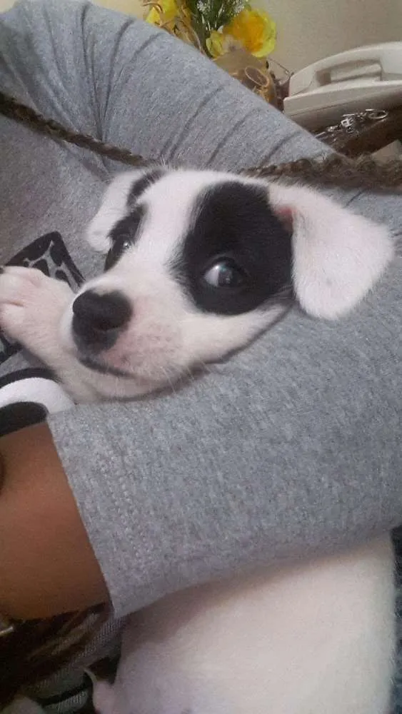 Cachorro ra a  idade 7 a 11 meses nome Panda 