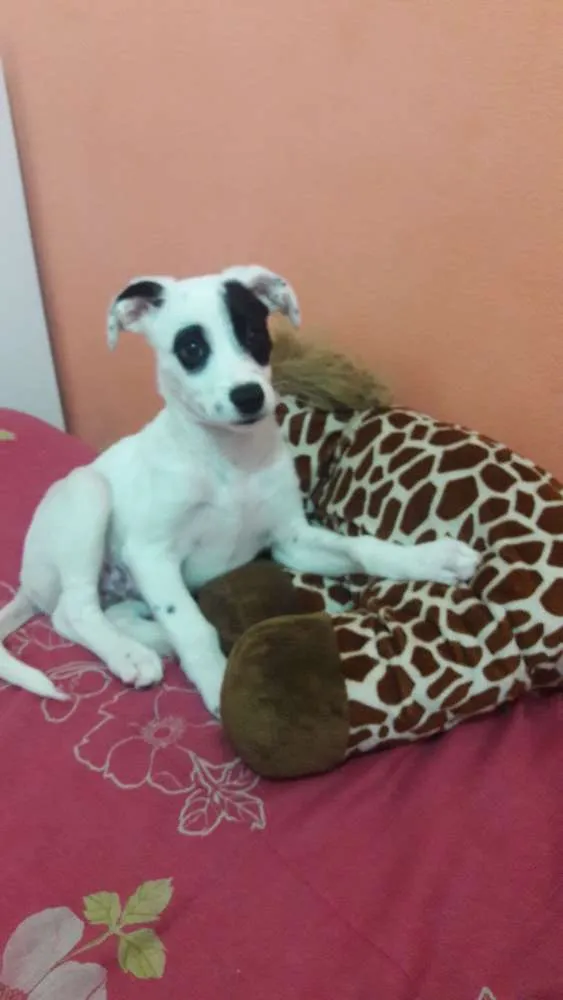 Cachorro ra a  idade 7 a 11 meses nome Panda 