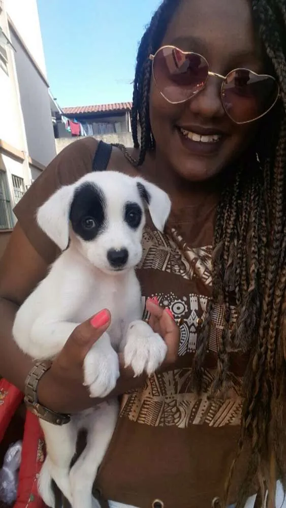 Cachorro ra a  idade 7 a 11 meses nome Panda 