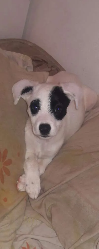 Cachorro ra a  idade 7 a 11 meses nome Panda 