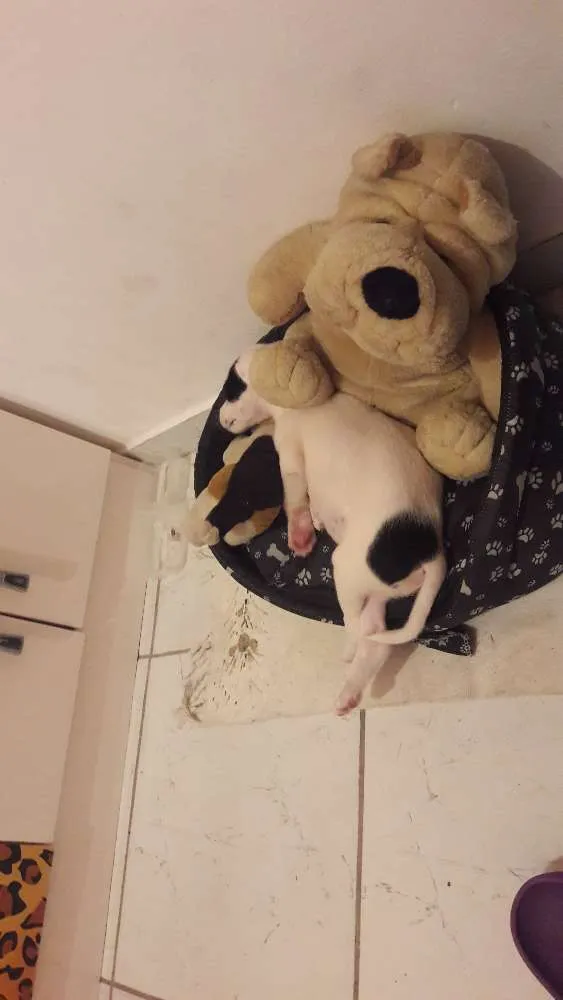 Cachorro ra a  idade 7 a 11 meses nome Panda 