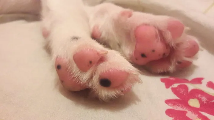 Cachorro ra a  idade 7 a 11 meses nome Panda 
