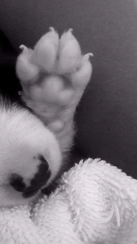 Cachorro ra a  idade 7 a 11 meses nome Panda 