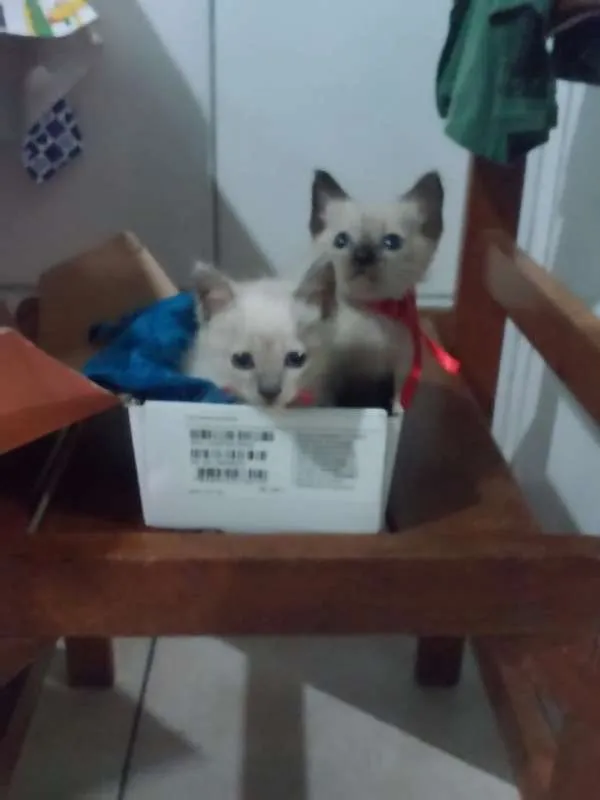 Gato ra a Siames claro idade Abaixo de 2 meses nome Sem nome