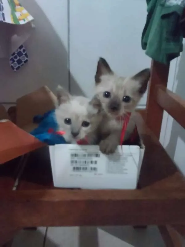 Gato ra a Siames claro idade Abaixo de 2 meses nome Sem nome