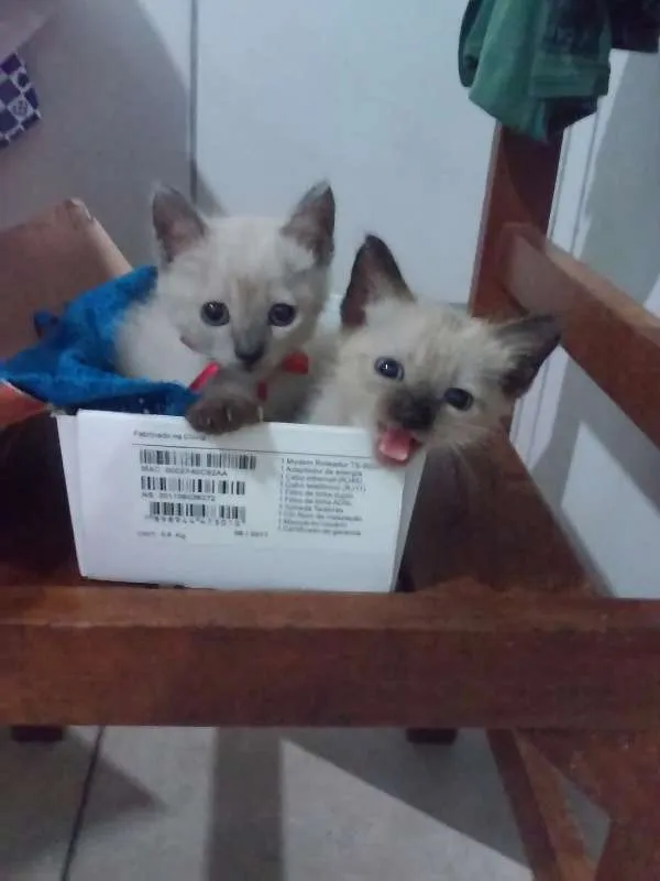 Gato ra a Siames claro idade Abaixo de 2 meses nome Sem nome