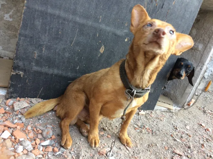 Cachorro ra a Indefinido  idade 6 ou mais anos nome Chocolate 