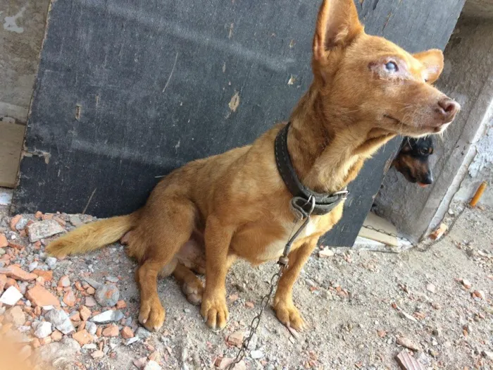 Cachorro ra a Indefinido  idade 6 ou mais anos nome Chocolate 