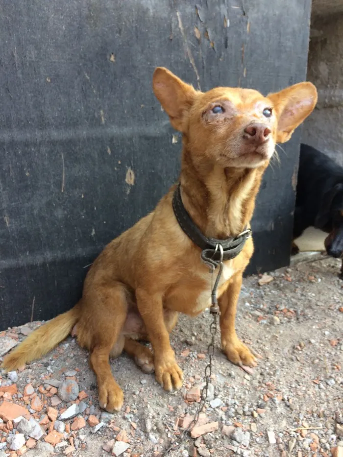 Cachorro ra a Indefinido  idade 6 ou mais anos nome Chocolate 