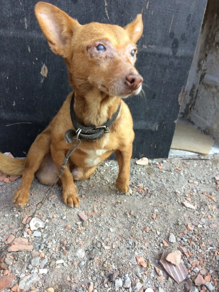 Cachorro ra a Indefinido  idade 6 ou mais anos nome Chocolate 