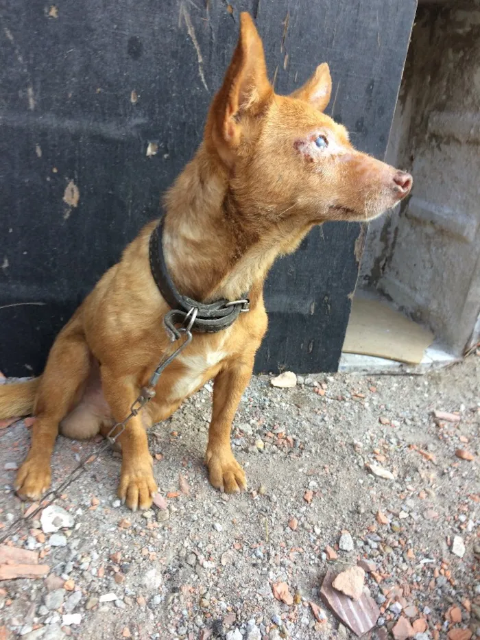 Cachorro ra a Indefinido  idade 6 ou mais anos nome Chocolate 