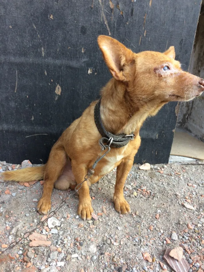 Cachorro ra a Indefinido  idade 6 ou mais anos nome Chocolate 