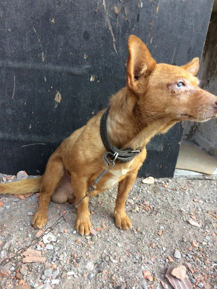 Cachorro ra a Indefinido  idade 6 ou mais anos nome Chocolate 