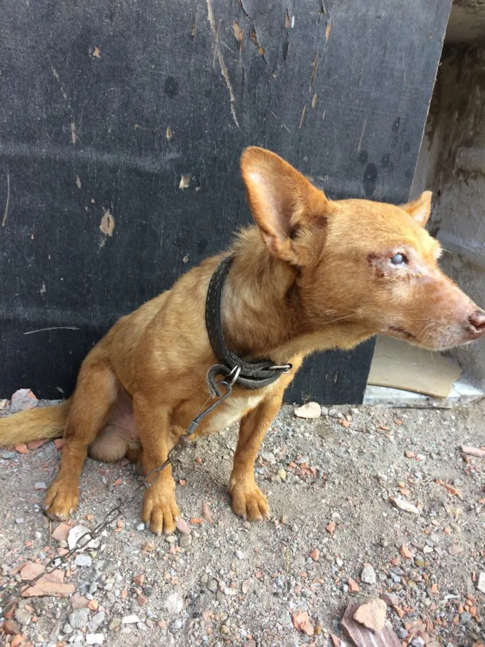 Cachorro ra a Indefinido  idade 6 ou mais anos nome Chocolate 