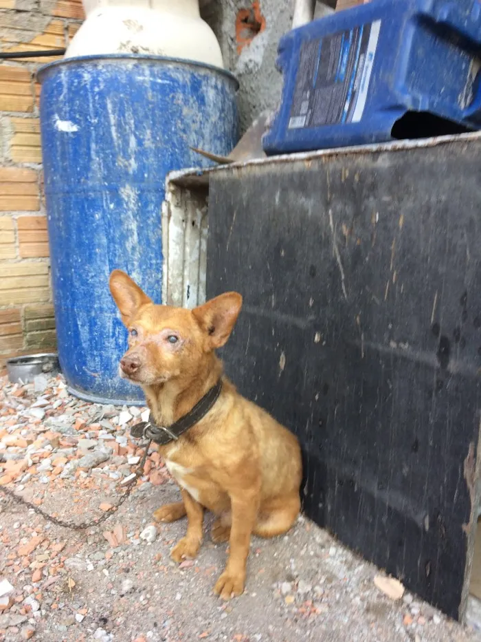 Cachorro ra a Indefinido  idade 6 ou mais anos nome Chocolate 