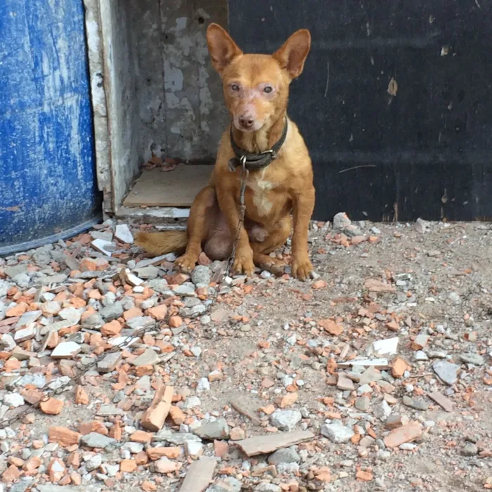 Cachorro ra a Indefinido  idade 6 ou mais anos nome Chocolate 