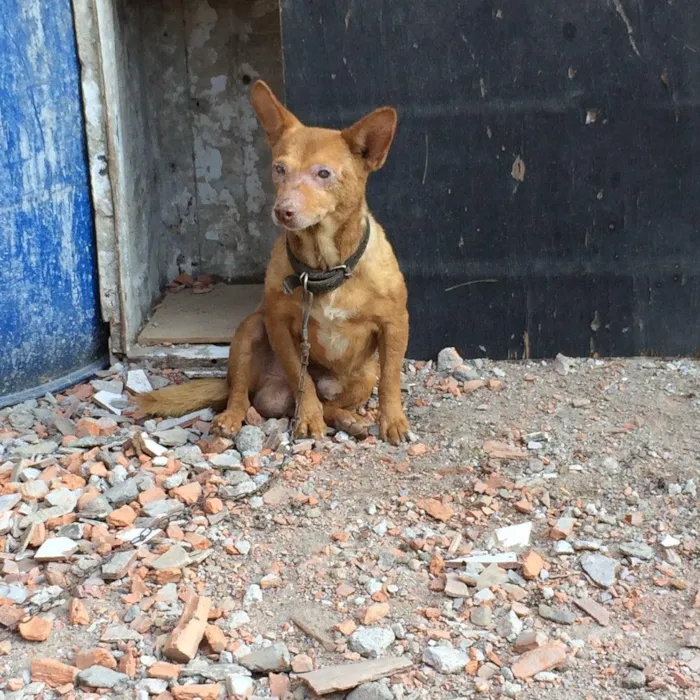 Cachorro ra a Indefinido  idade 6 ou mais anos nome Chocolate 