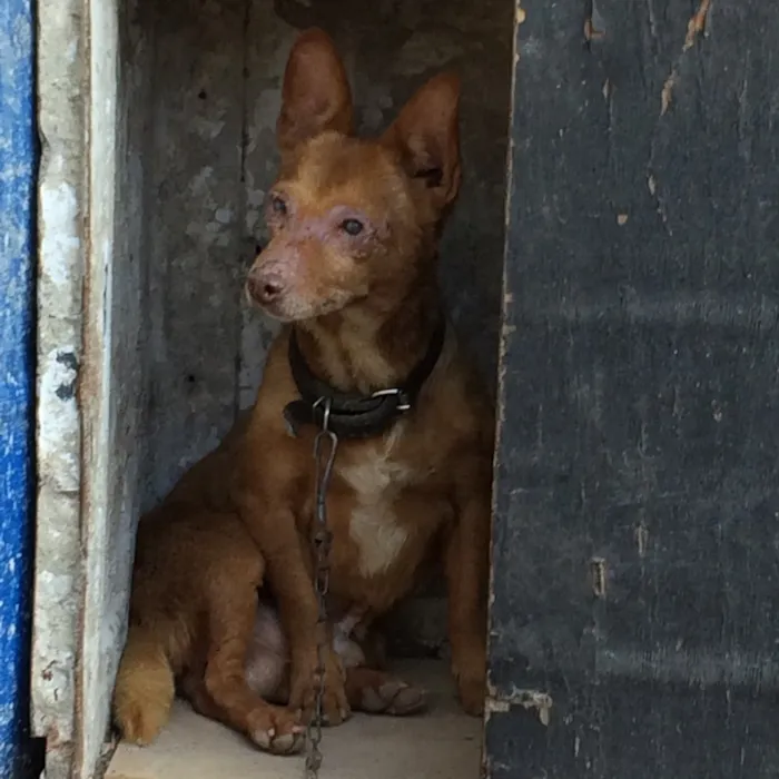 Cachorro ra a Indefinido  idade 6 ou mais anos nome Chocolate 