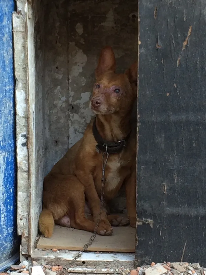 Cachorro ra a Indefinido  idade 6 ou mais anos nome Chocolate 