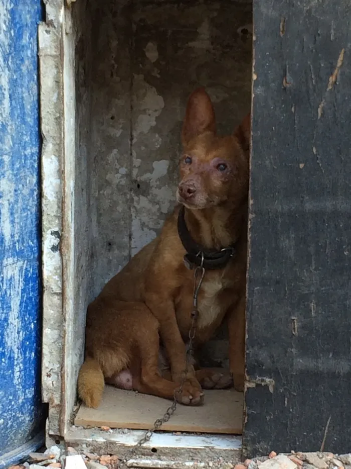 Cachorro ra a Indefinido  idade 6 ou mais anos nome Chocolate 