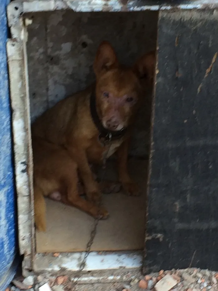 Cachorro ra a Indefinido  idade 6 ou mais anos nome Chocolate 