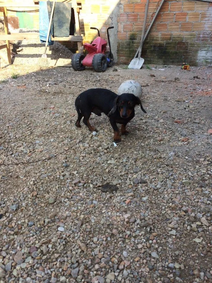 Cachorro ra a Basset idade 4 anos nome Neguinho