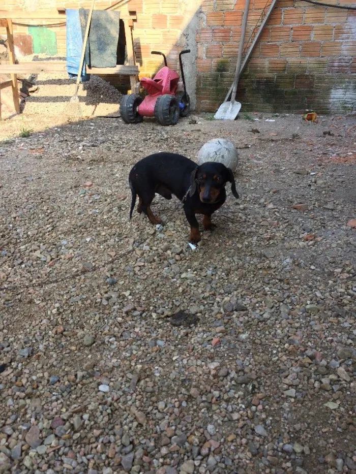 Cachorro ra a Basset idade 4 anos nome Neguinho