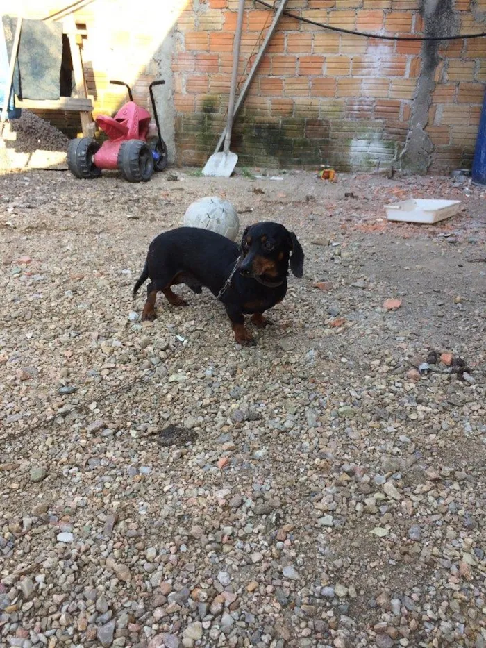 Cachorro ra a Basset idade 4 anos nome Neguinho