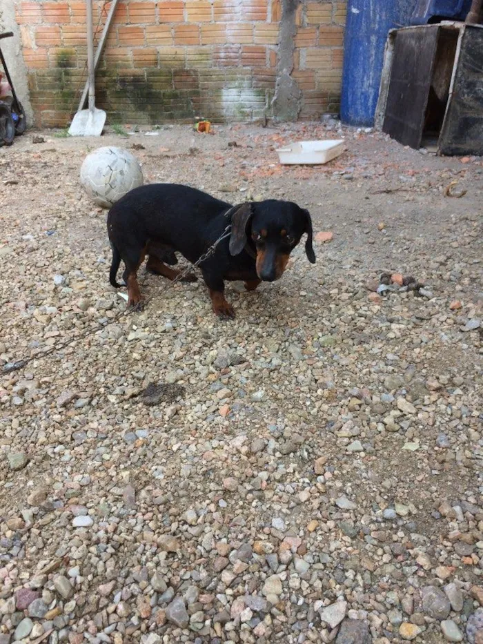 Cachorro ra a Basset idade 4 anos nome Neguinho