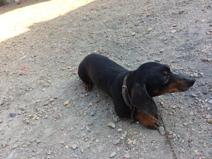 Cachorro ra a Basset idade 4 anos nome Neguinho