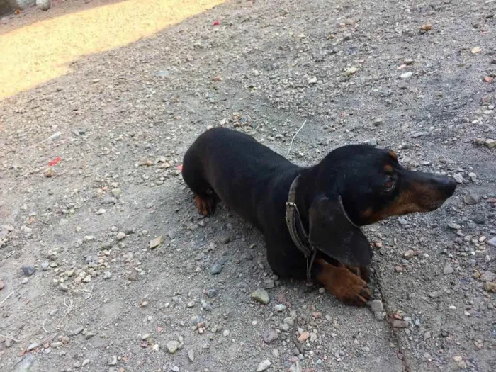 Cachorro ra a Basset idade 4 anos nome Neguinho