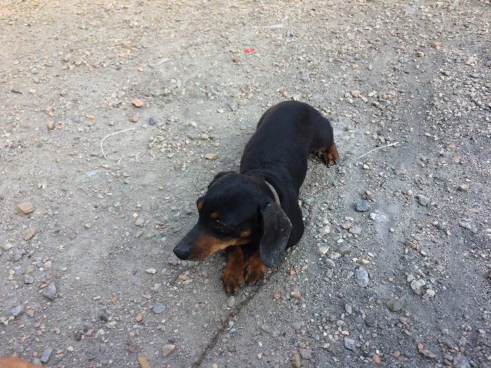 Cachorro ra a Basset idade 4 anos nome Neguinho