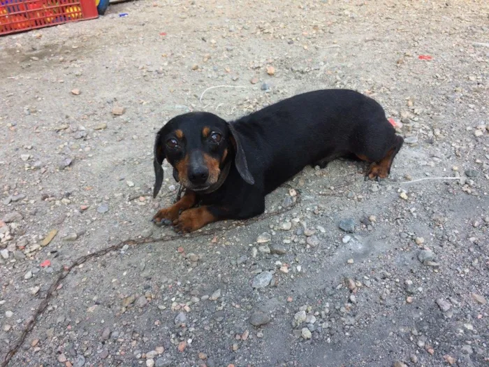 Cachorro ra a Basset idade 4 anos nome Neguinho