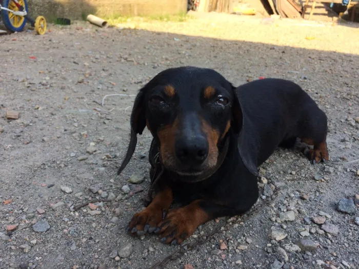 Cachorro ra a Basset idade 4 anos nome Neguinho