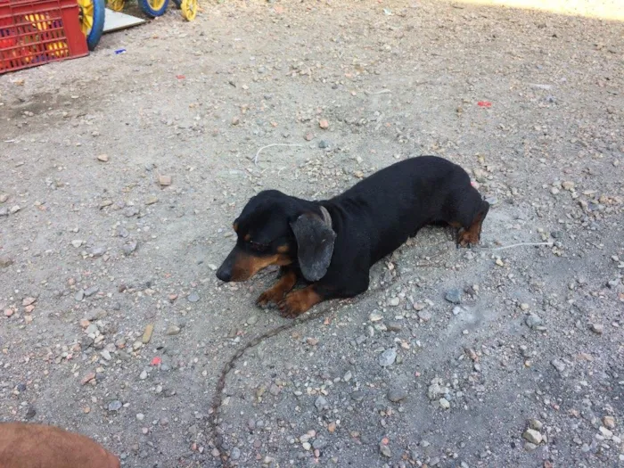 Cachorro ra a Basset idade 4 anos nome Neguinho