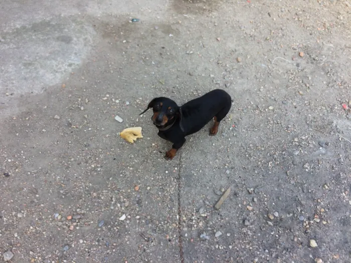 Cachorro ra a Basset idade 4 anos nome Neguinho