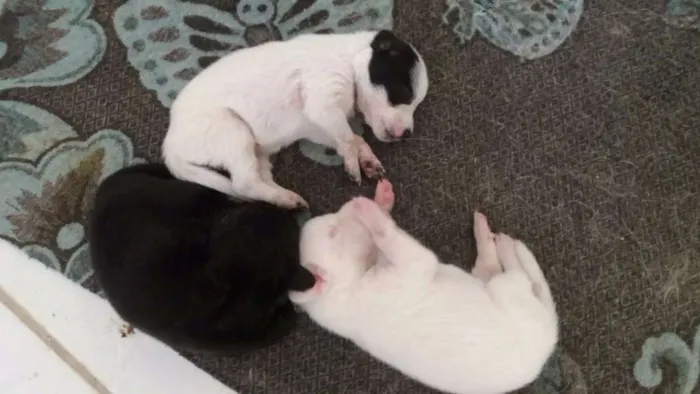 Cachorro ra a SRD idade Abaixo de 2 meses nome 8 FILHOTES 