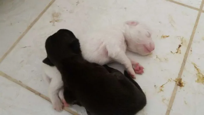 Cachorro ra a SRD idade Abaixo de 2 meses nome 8 FILHOTES 