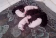 8 FILHOTES 