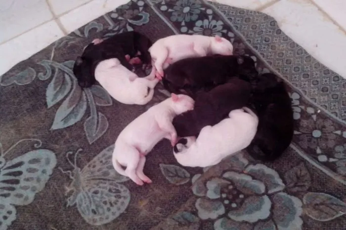 Cachorro ra a SRD idade Abaixo de 2 meses nome 8 FILHOTES 